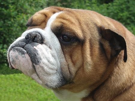 Morgan de bullkennel 
Bulldog ingles
año y medio
Criadero: chatos kennels